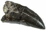 Serrated Tyrannosaur Tooth - Two Medicine Formation #263803-1